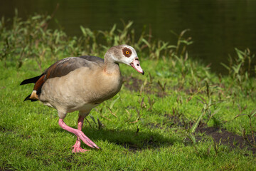 An adult female Nile or Egyptian goose (Alopochen aegyptiaca) walks along the shore of a pond