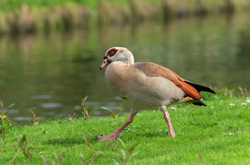An adult male Nile or Egyptian goose (Alopochen aegyptiaca) quickly walks along the shore of a pond