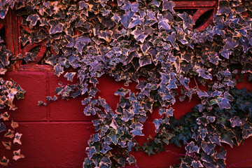 Ivy 'hedera helix' on a red garden wall during a golden sunset