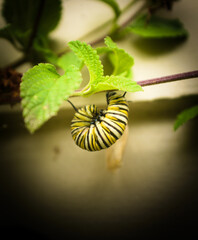 Monarch butterfly about to form into a chrysalis
