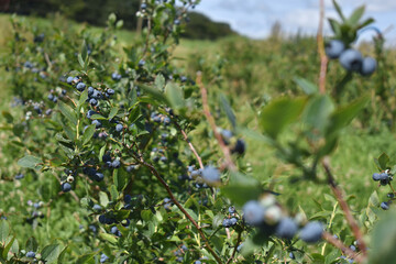 Blueberry bush with blue ripe berries in a field on a farm