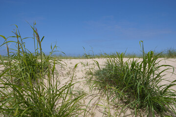 Green grass on sand dunes with blue sky behind.