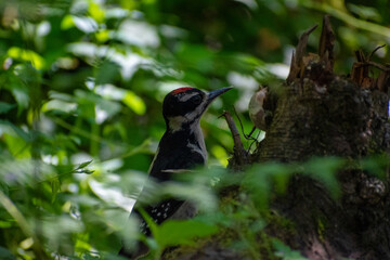 Red headed woodpecker