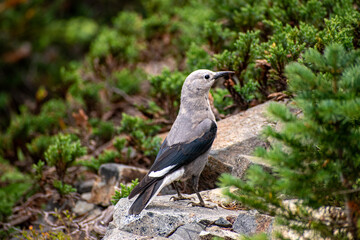 Grey bird on rock