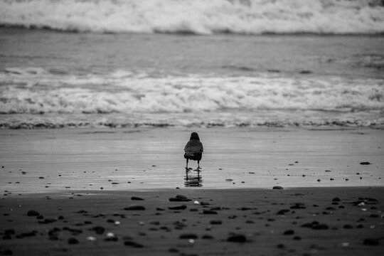 Blackbird standing in ocean surf - Powered by Adobe