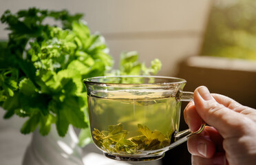 Woman hand holding and drinking Alchemilla vulgaris, common lady's mantle medicinal herbal tea in...