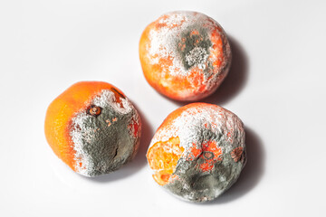 Three moldy oranges on a white surface. Rotten fruits covered in mold
