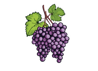 Illustration of a Bunch of Grapes