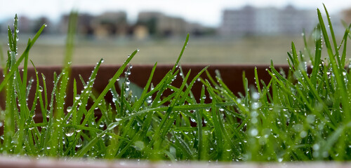 grass and water