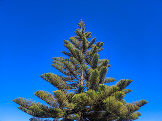 Close-up of a pine tree against a bright blue sky