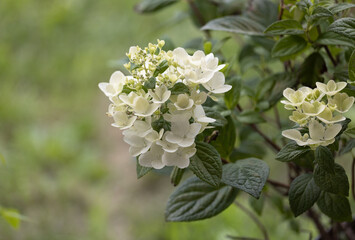 White Diamond's Hydrangea blossoming shrub
