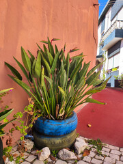 Potted Strelitzia plant in colorful recycled tire planter against a red wall. Central Portugal, Europe