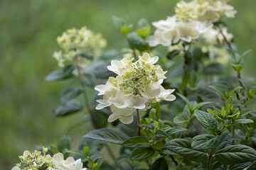 White Diamond's Hydrangea blossoming shrub