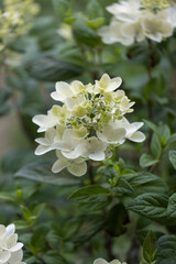 White Diamond's Hydrangea blossoming shrub