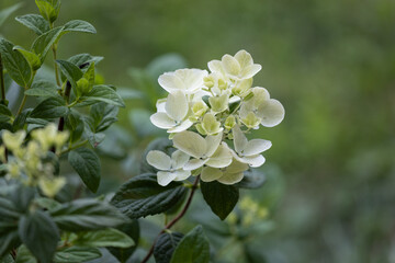 White Diamond's Hydrangea blossoming shrub