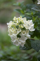 White Diamond's Hydrangea blossoming shrub