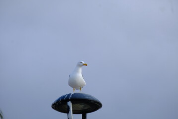 seagull on the rock