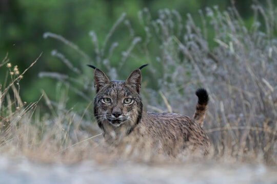 Lince ib&eacute;rico, Lynx pardinus, Sierra de And&uacute;jar, Espa&ntilde;a