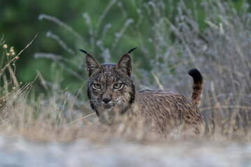 Obraz premium Lince ibérico, Lynx pardinus, Sierra de Andújar, España