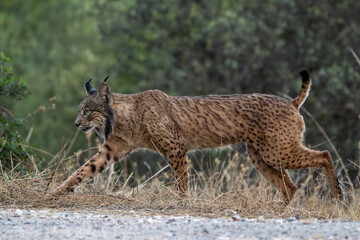 Obraz premium Lince ibérico, Lynx pardinus, Sierra de Andújar, España