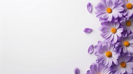 Beautiful purple daisy flowers on a white background, perfect for a spring or summer-themed stock photo. Bright and vibrant floral arrangement.