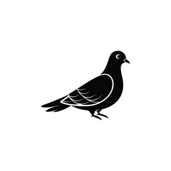 pigeon isolated on white background pigeon, bird, animal, dove, nature, feather, silhouette, wildlife, isolated, beak, birds, wild, gray, illustration, white, vector, black, grey, wing, 