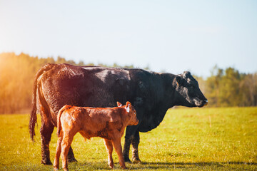 Cows and calves in sunny countryside