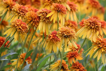Echinacea purpurea. Flower plant commonly known as coneflower.