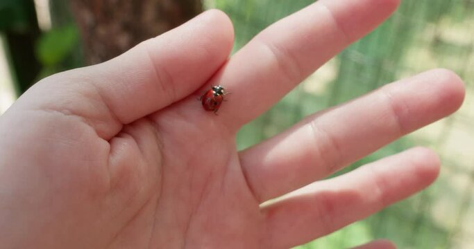 The sun beetle crawls along the hand of a young woman, climbs onto her fingertips and prepares to weed.