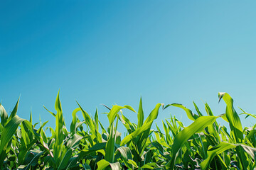 Obraz premium Low angle photo of a straight line of garden leaves and a bright blue sky above