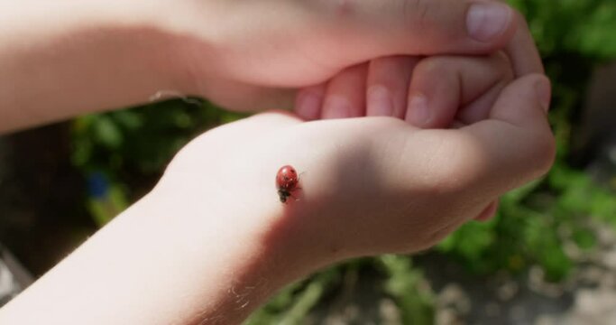 A sun beetle on a child's hand in sunlight outdoors.