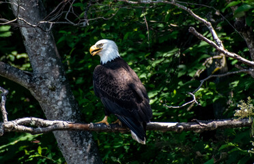 Eagle in tree