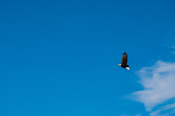 Eagle in flight