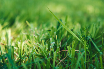 Green grass close-up. Lush cutted lawn with sun spot light. Fresh natural background. Blurred summer backdrop. 4K high quality photo.