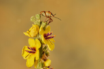 chinche en un arbusto verde