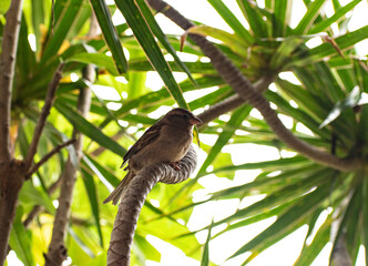 Tropical bird in tree
