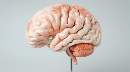 Detailed anatomical model of the human brain, realistic, high detail, neutral background