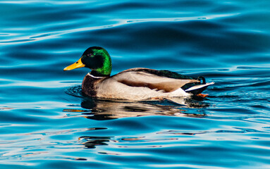 Mallard duck in water
