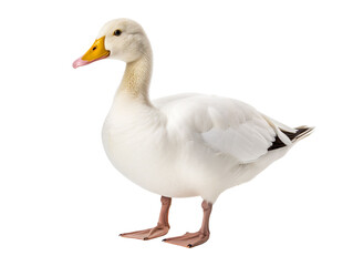 white duck isolated on transparent background