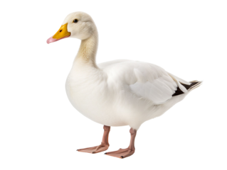 white duck isolated on transparent background
