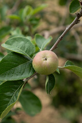 Close-up of a young apple growing on a branch, surrounded by lush green leaves in an orchard. This image captures the early stage of apple growth, highlighting the natural beauty