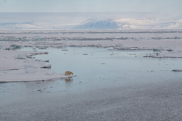 Polar bear in the Arctic