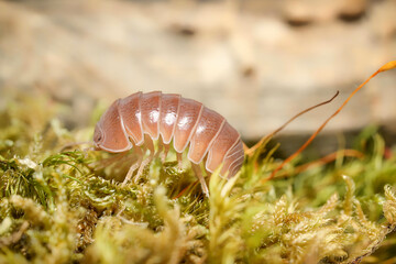 Armadillo officinalis Brown ball isopoda woodlouse. Armadillo officinalis assel exotic animal in the natural background macro photography