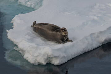 Obraz premium Bearded seal on the ice