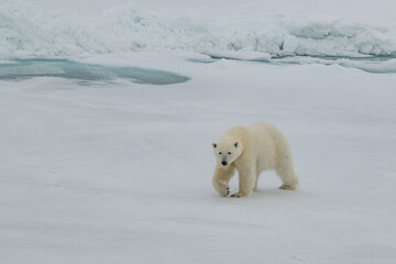 Polar bear on the ice