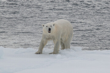 Polar bear on the ice