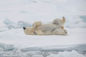 Polar bear on the ice