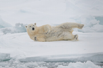 Polar bear on the ice