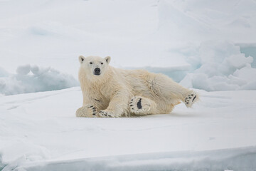 Polar bear on the ice