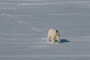 Polar bear on the ice